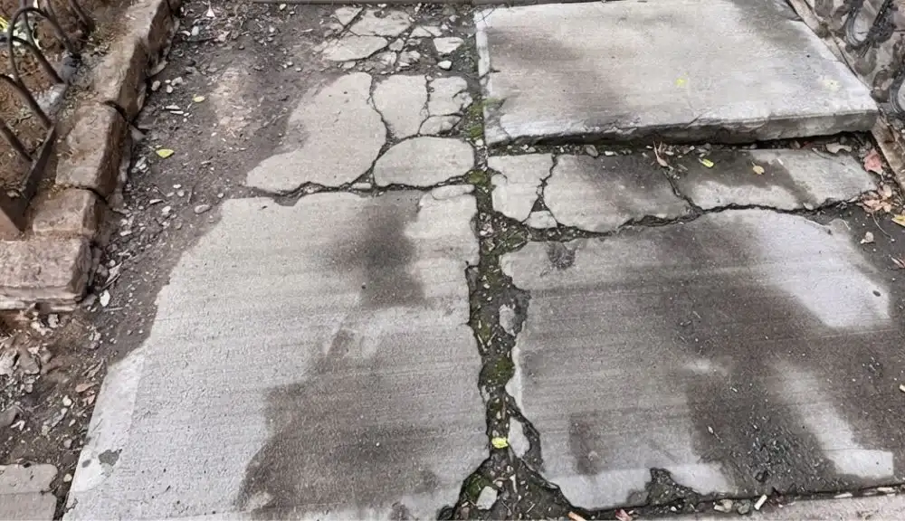Sidewalk slabs lifted by tree roots in a Brooklyn historic district